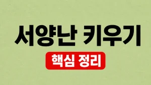서양난 키우기